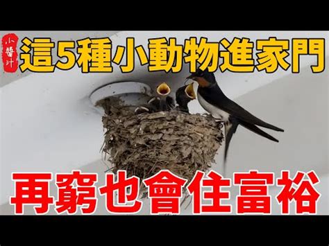 蟋蟀 好運|【蟋蟀在家風水】蟋蟀在家風水：進屋叫聲預示吉凶，助運招財？